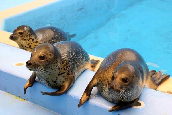 海洋公園獲贈娃娃魚 班海豹明年亮相